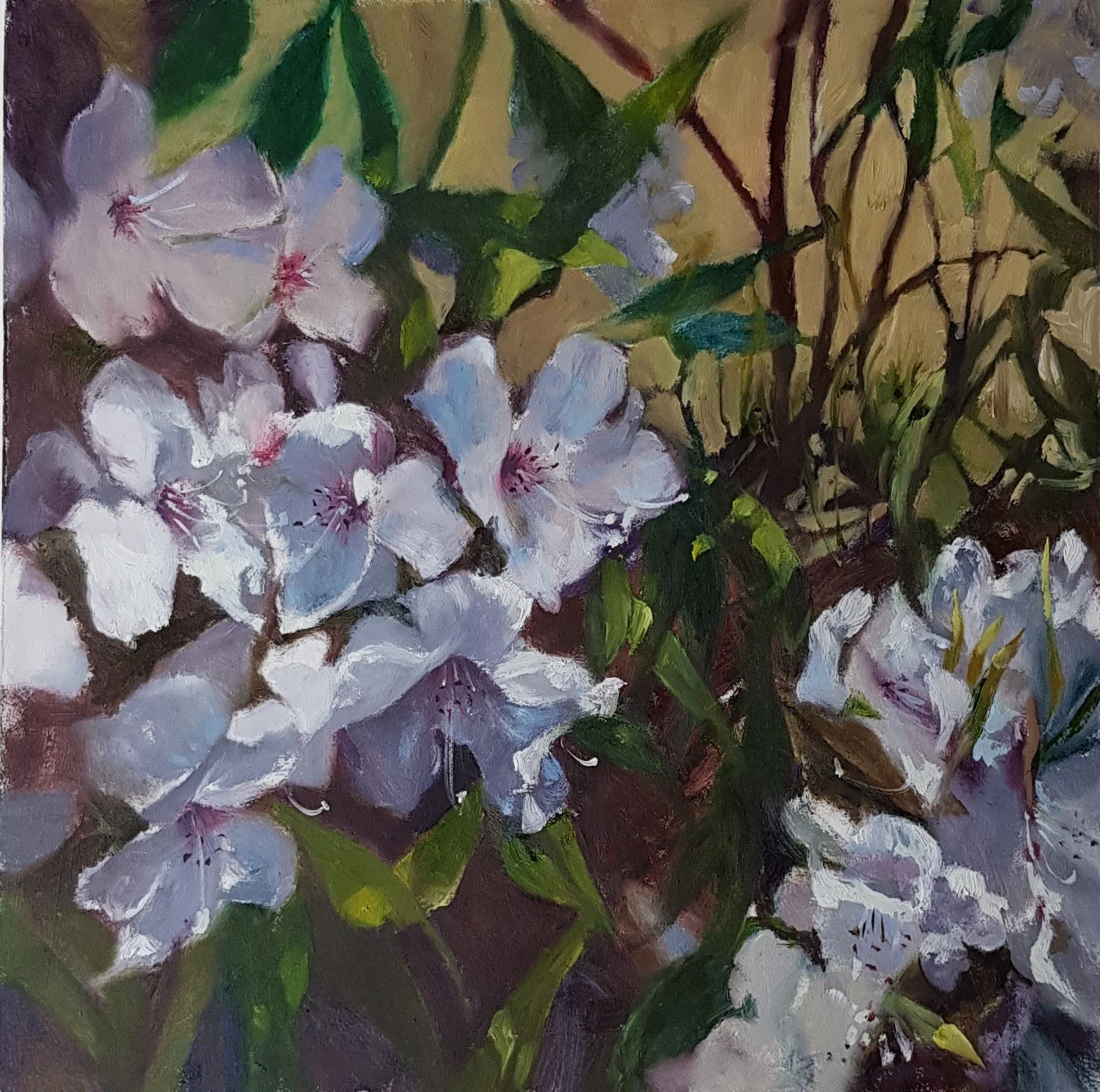 WHITE AZALEAS