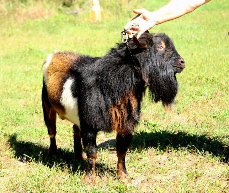 SIRE: Dragonfly HCY Badia