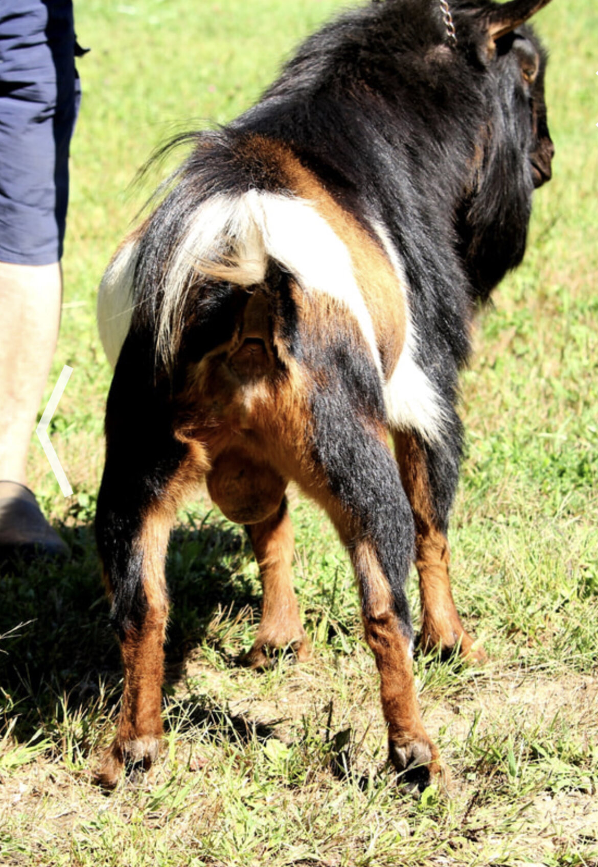 SIRE: Dragonfly HCY Badia