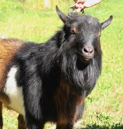 SIRE: Dragonfly HCY Badia