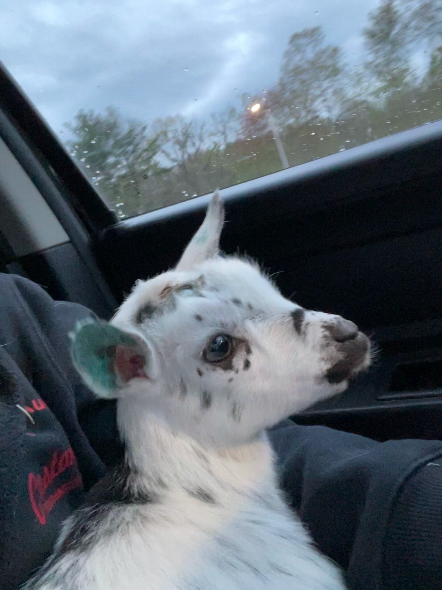4 weeks old - coming home!