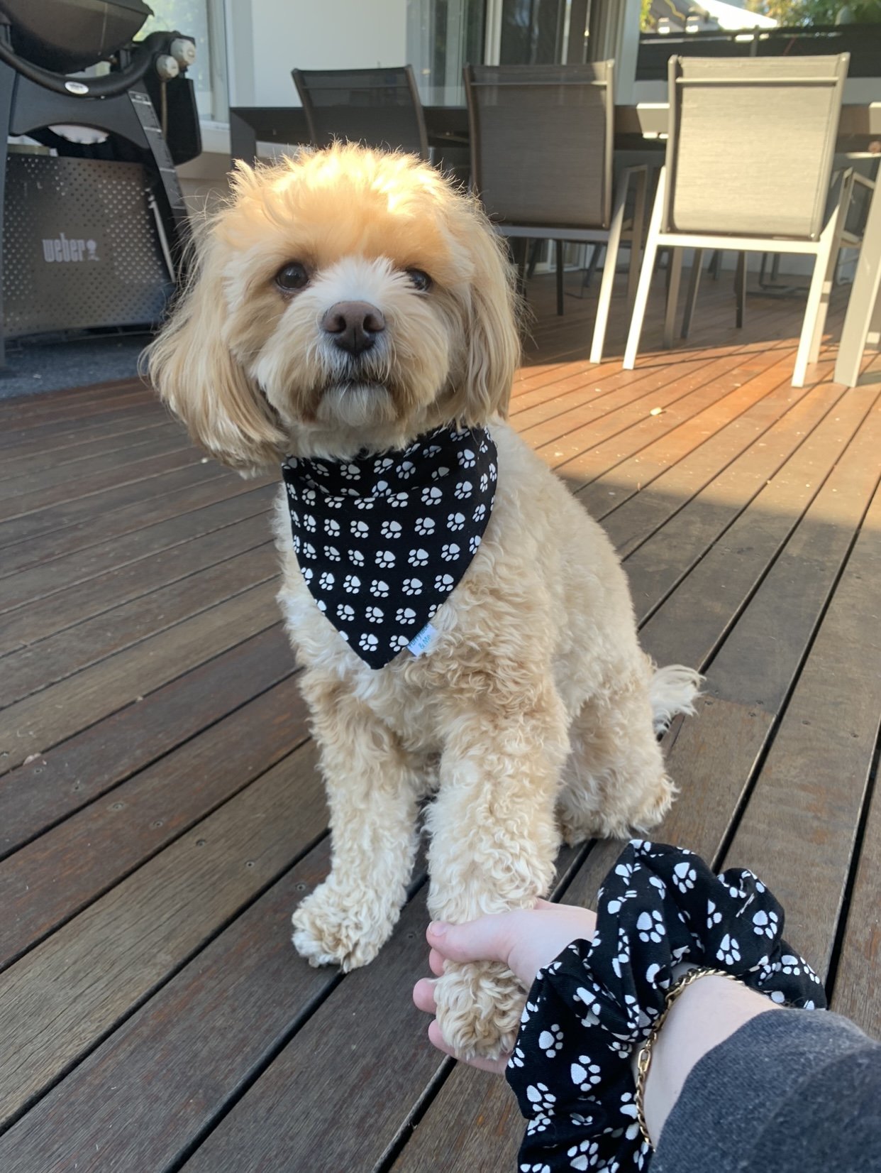 paws and bones and scrunchie .jpg