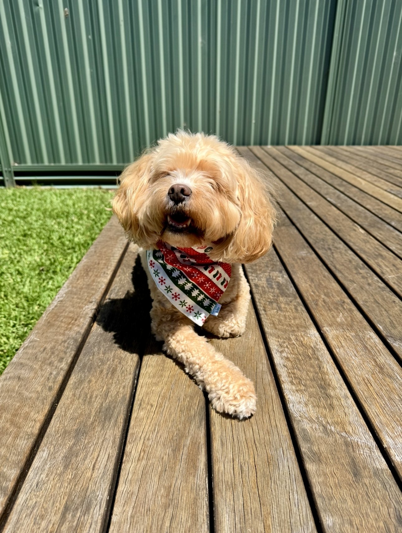Dog bandana - White Christmas