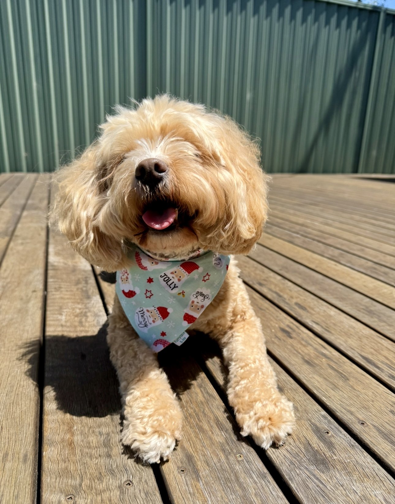 Dog bandana - Santa heads