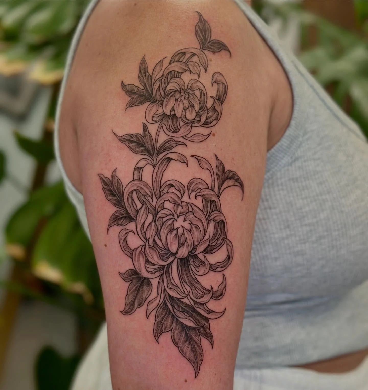 Chrysanthemums For Camille. :) 

.
..
#finelinetattoo #tattoo #fineline #tattoos #ink #tattooartist #inked #tattooart #art #tattooideas #tattooed #tattooing #chicago #chicagotattoo #chicagotattooartist #jeremygolden #jeremygoldentattoo #tattoodesign 
