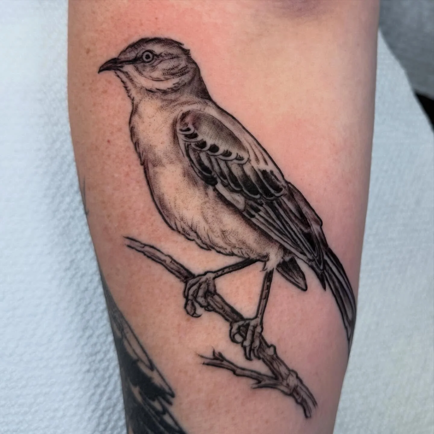 Mockingbird for Erin.
 
Happy to tattoo birds for any reason and anytime. 
Booking at jeremygoldentattoo.com