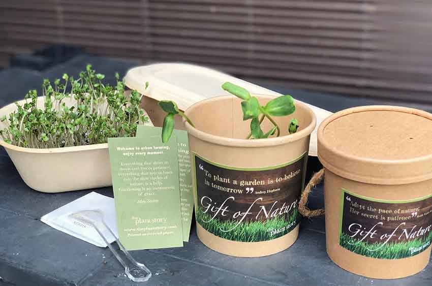 Seed Tub Germination Kit