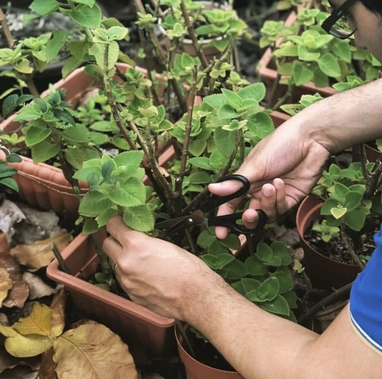Meeting fears through urban farming