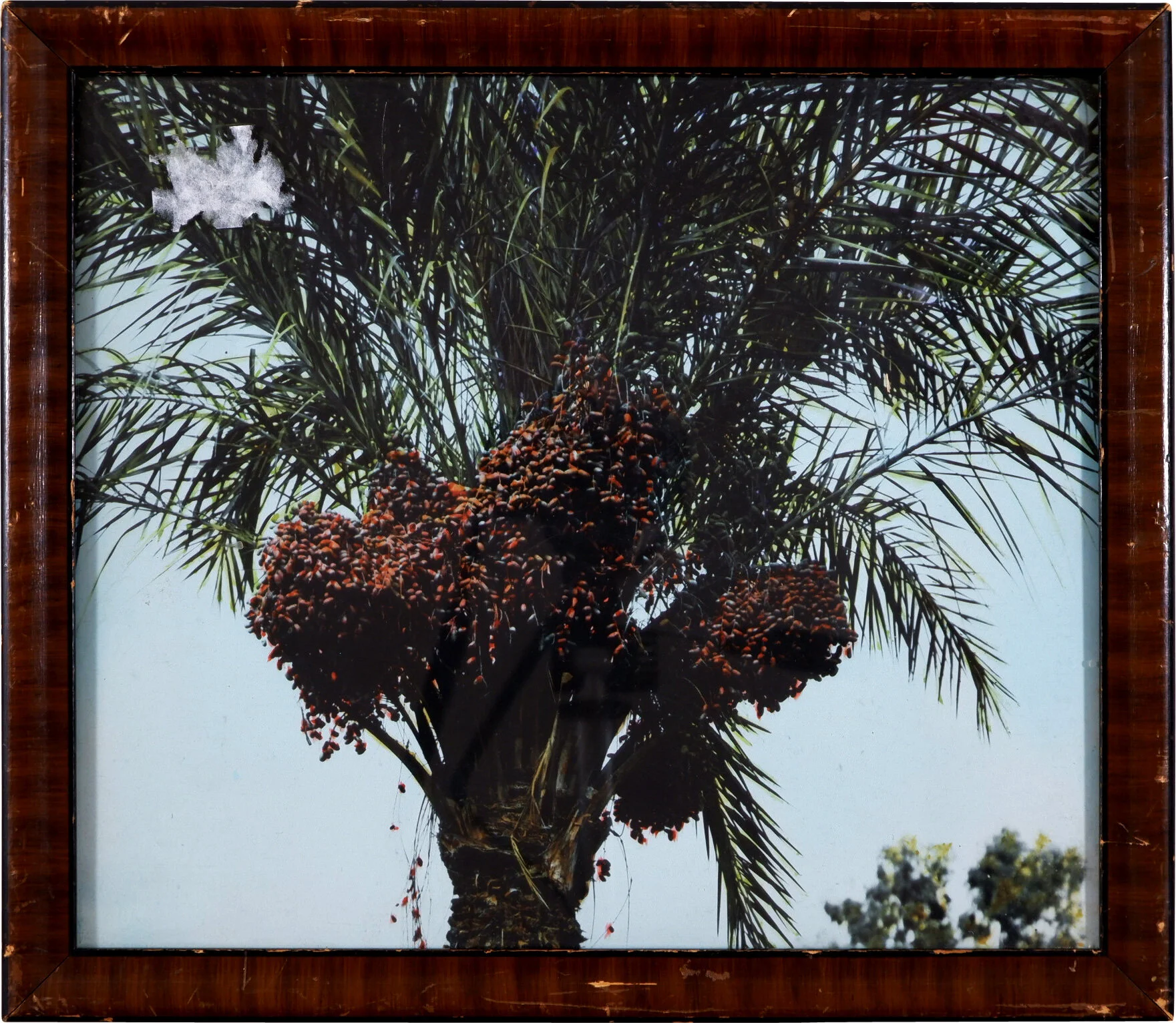 G-15-DATE-(PALM)-NIGHT-14.5X12.5.jpg