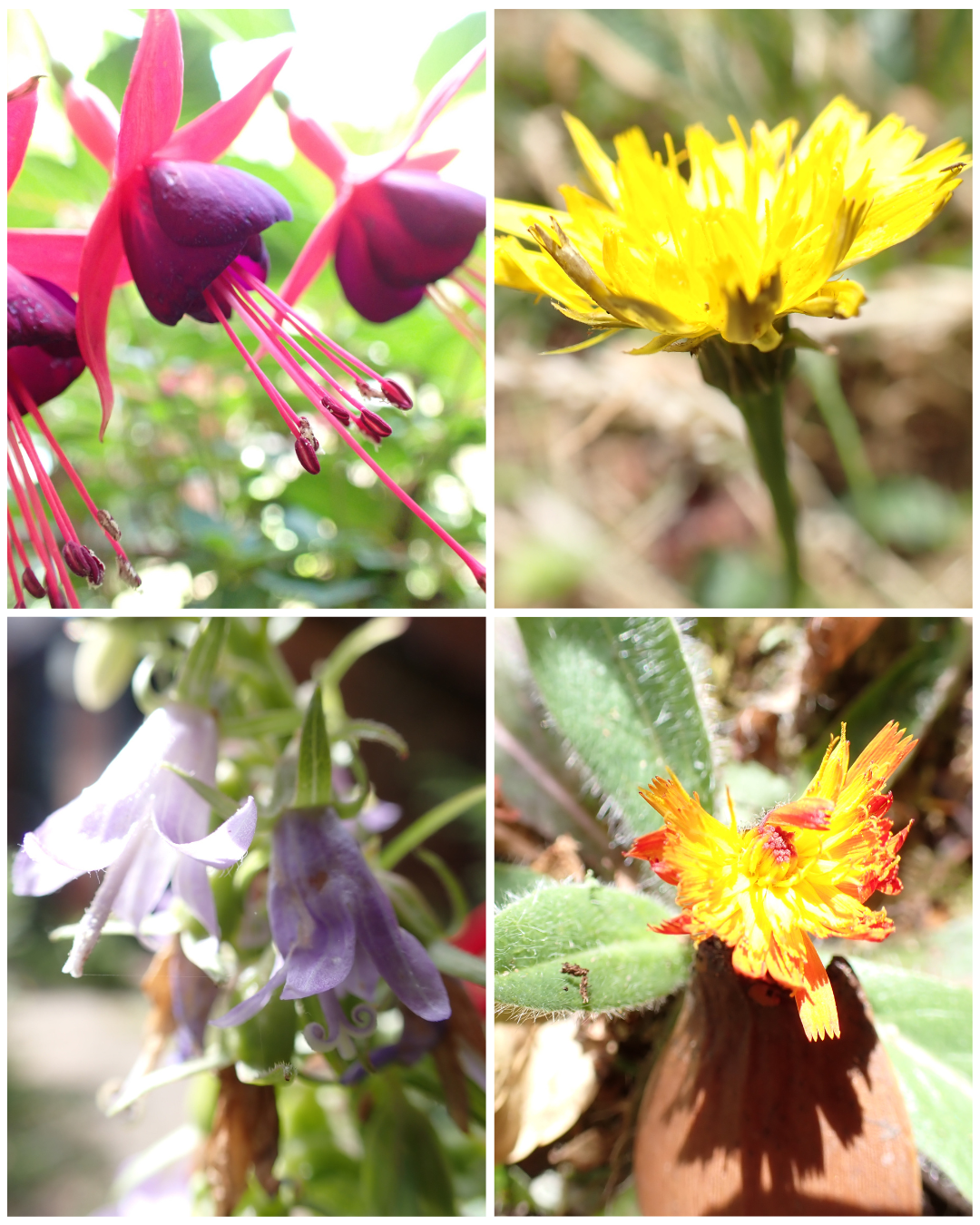 Portrait of a garden