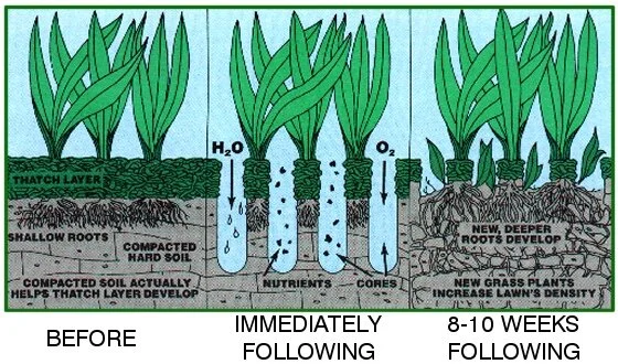 How to Fix Waterlogged Lawn: Effective Solutions for a Healthy Yard
