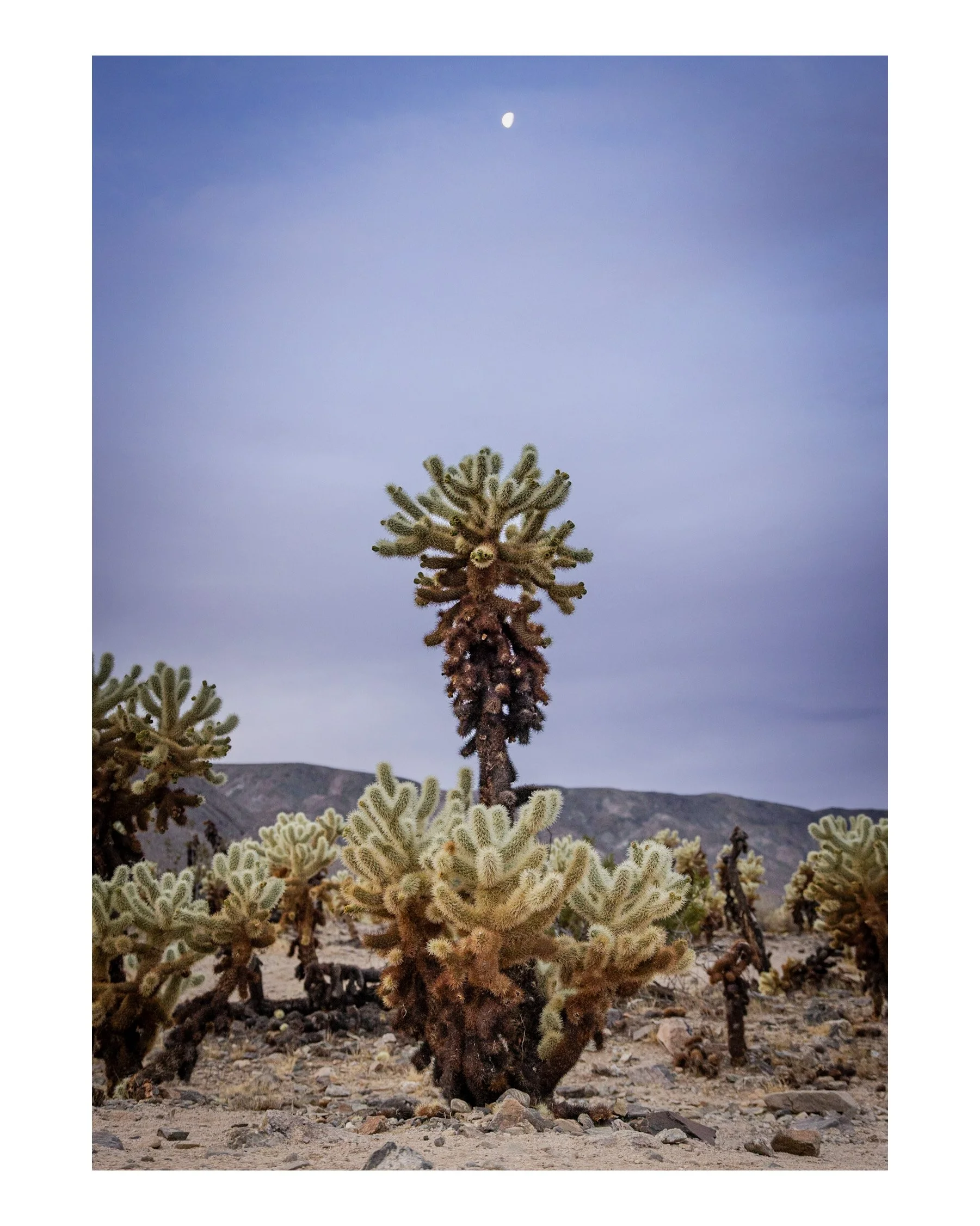 Joshua Tree