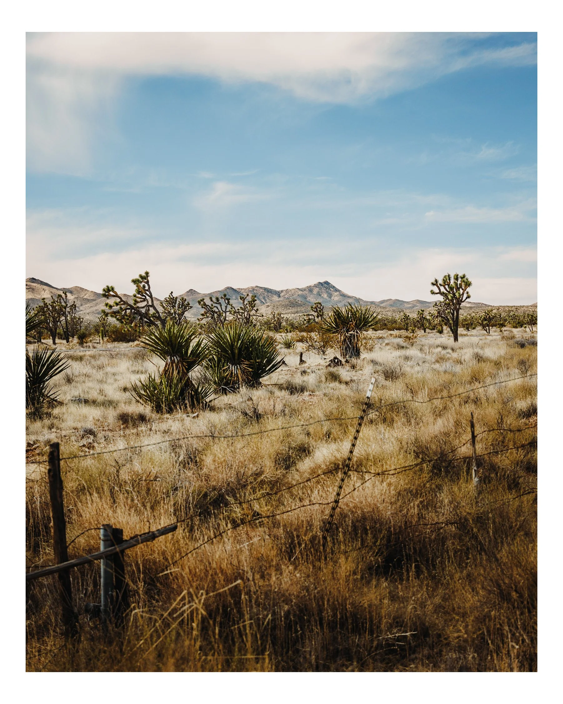 Joshua Tree Highway 