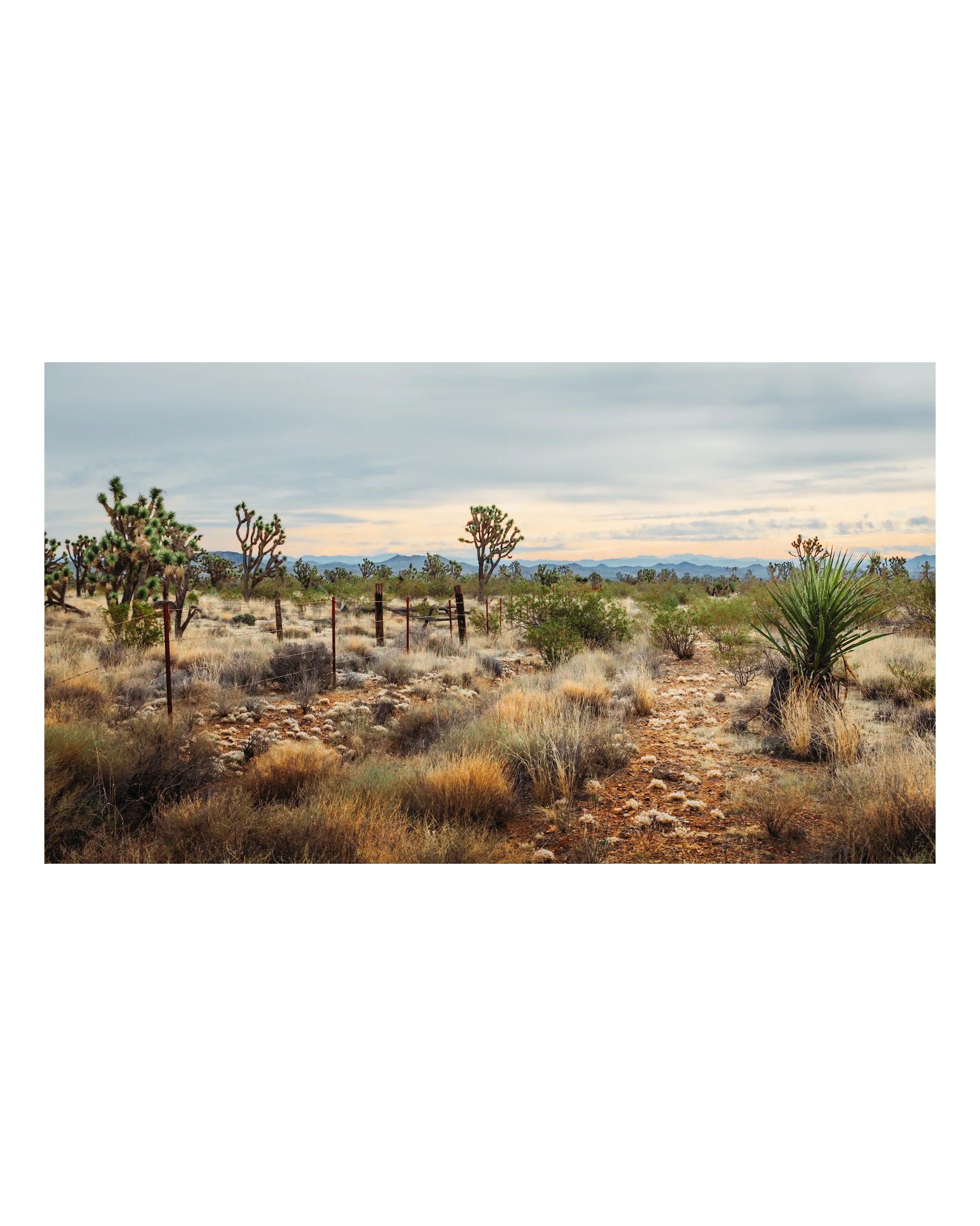The Mojave Desert