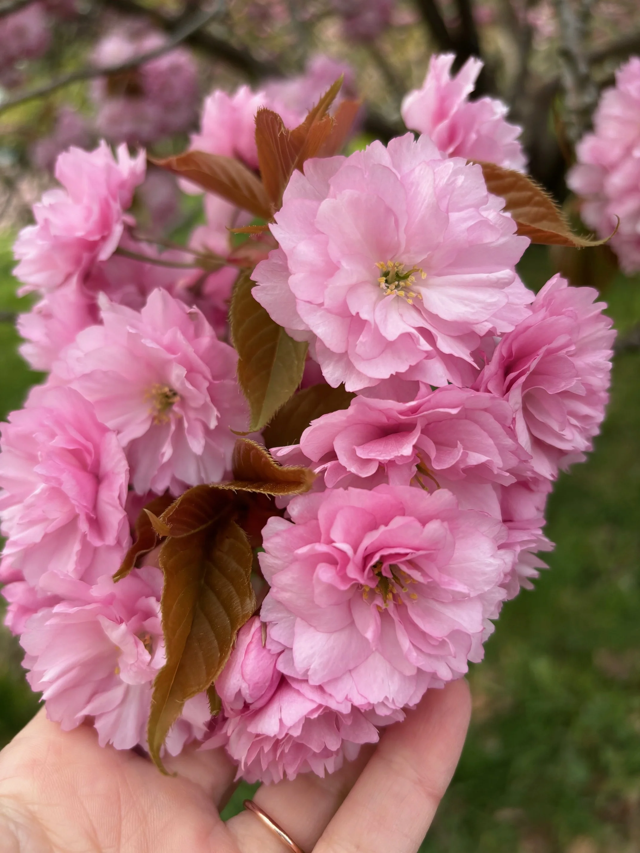 A person (Sarah Pritchard) holding a cluster of pink Kanzan cherry blossoms, focusing intently on the sensory texture (a haptic moment), illustrating Franklin Method somatic mapping and shifting from external stress to internal sensation.