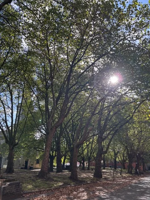 Sunlight filtering through a lush green tree canopy at St Paul’s Square in the Jewellery Quarter, Birmingham, offering a tranquil environment for SomaSoul somatic therapy and nervous system regulation.