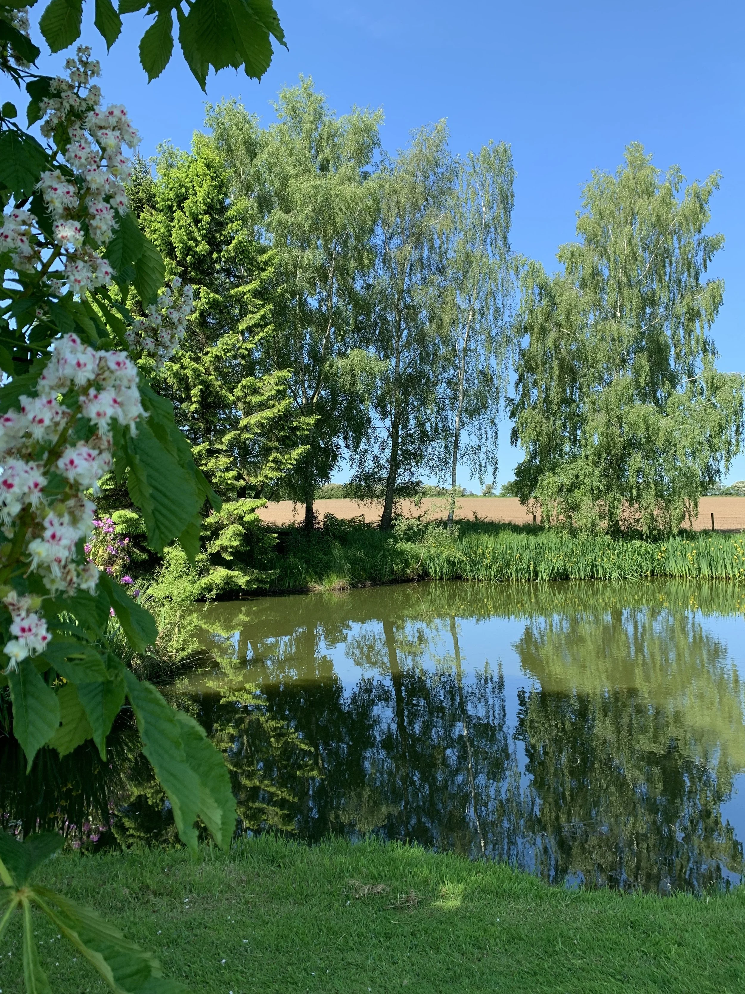 View of Newton Meadow's grounds, Shrewsbury a flowering Horse Chestnut branch. This tranquil, countryside setting supports the nervous system regulation work of Sarah Pritchard's Franklin Method® intensives.