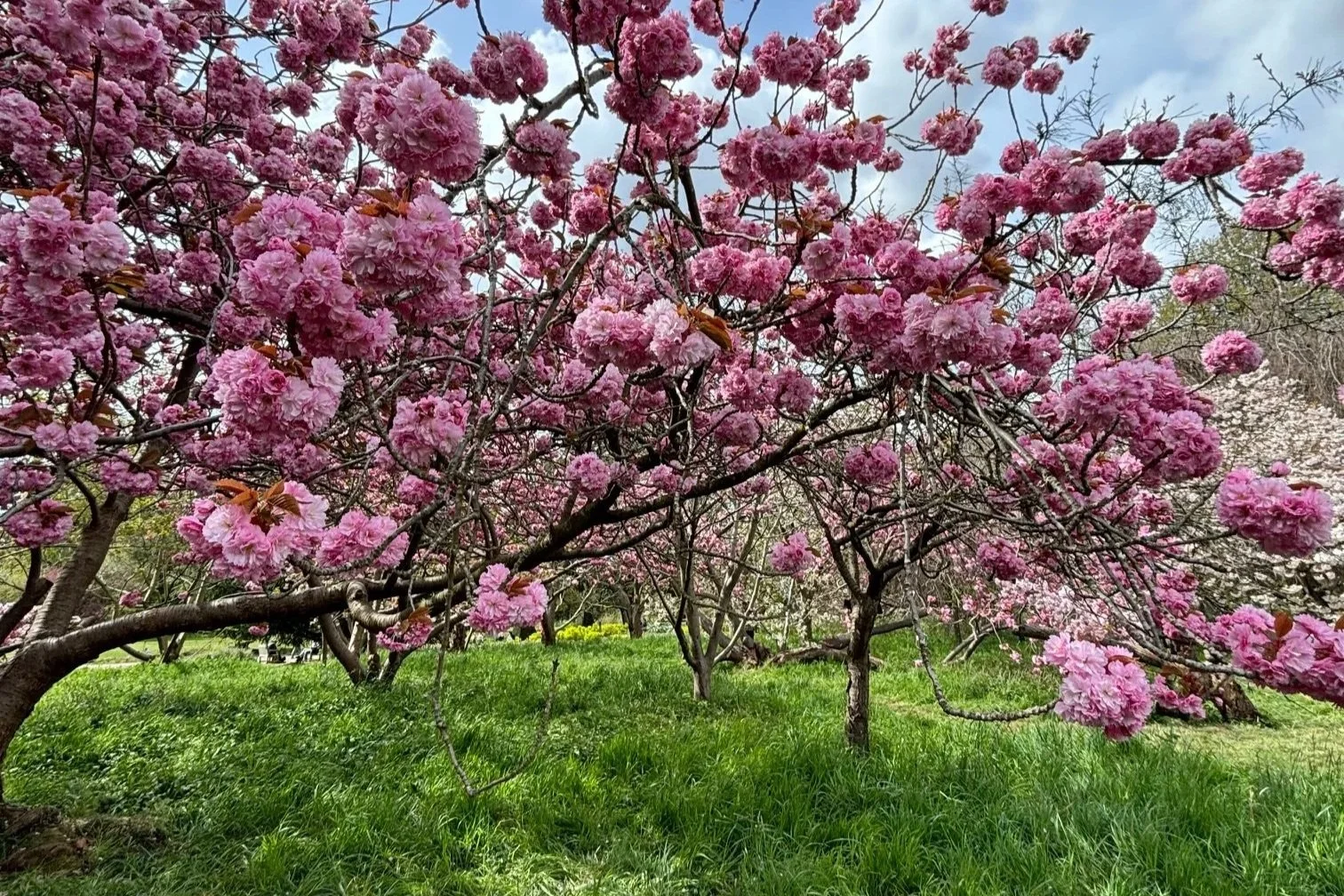 Come to your senses: Embodied Vision: Why What You See Shapes How You Feel.   A Somatic Approach to Nervous System Regulation