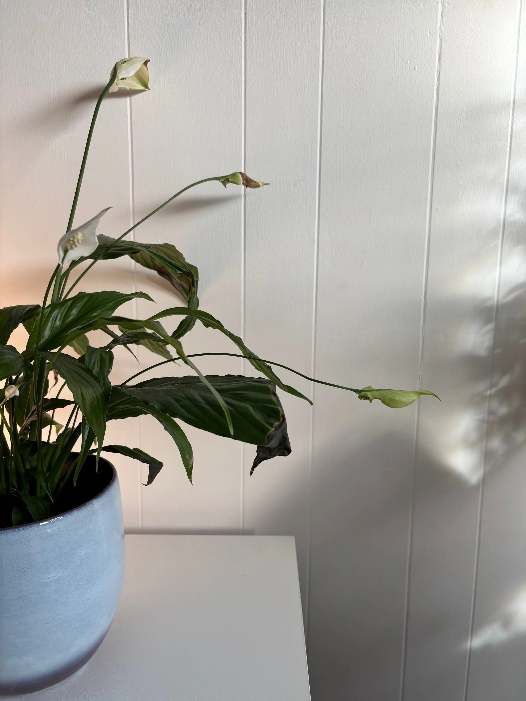 A peace lily plant reflecting soft shadows in a tranquil therapy room, representing the calm and regulated environment for somatic healing in Shrewsbury, Shropshire