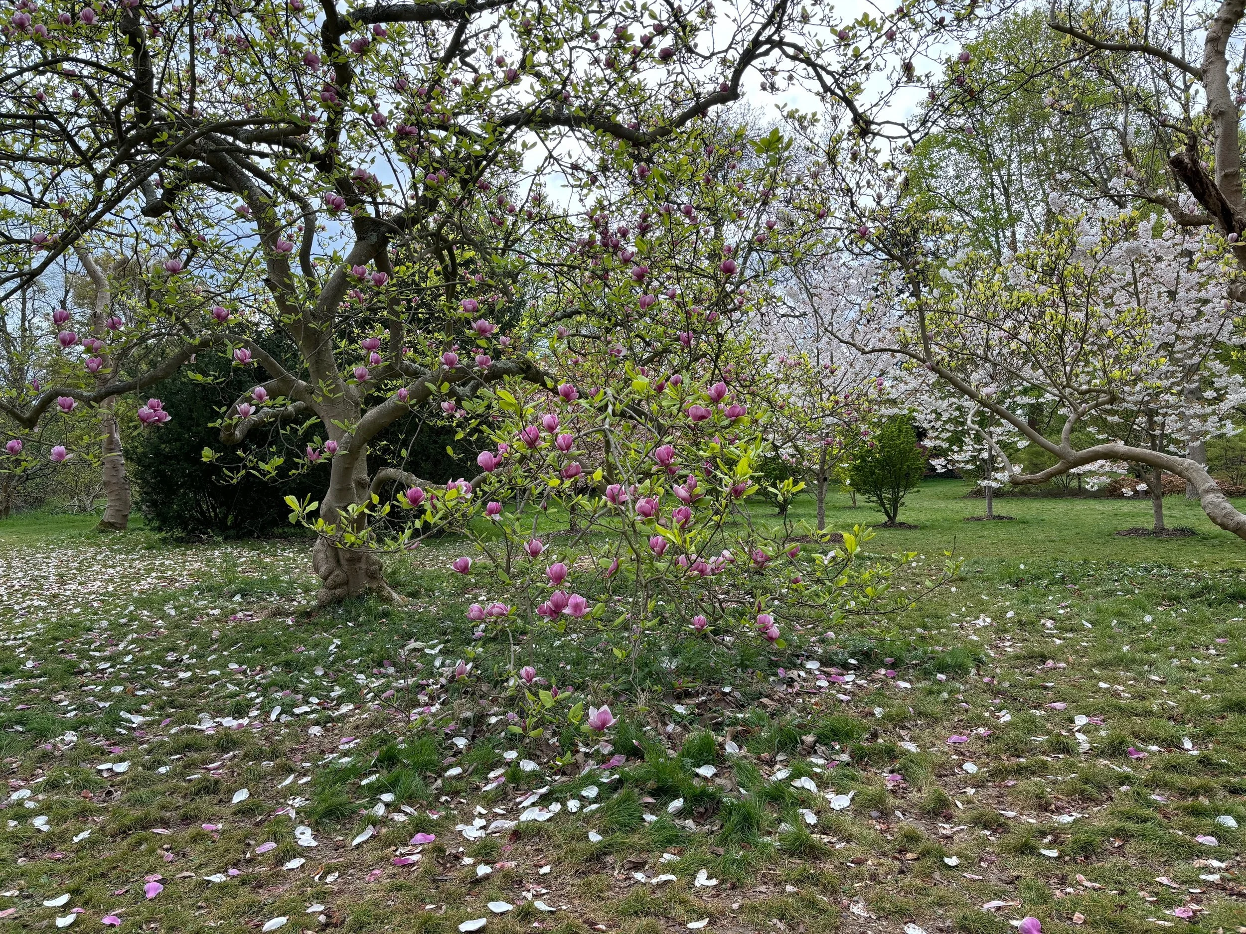 A gentle spring landscape featuring a budding magnolia tree and white petals scattered on the grass, used in Somatic Movement Education to illustrate new beginnings and nervous system grounding. Sarah Pritchard, Shrewsbury.