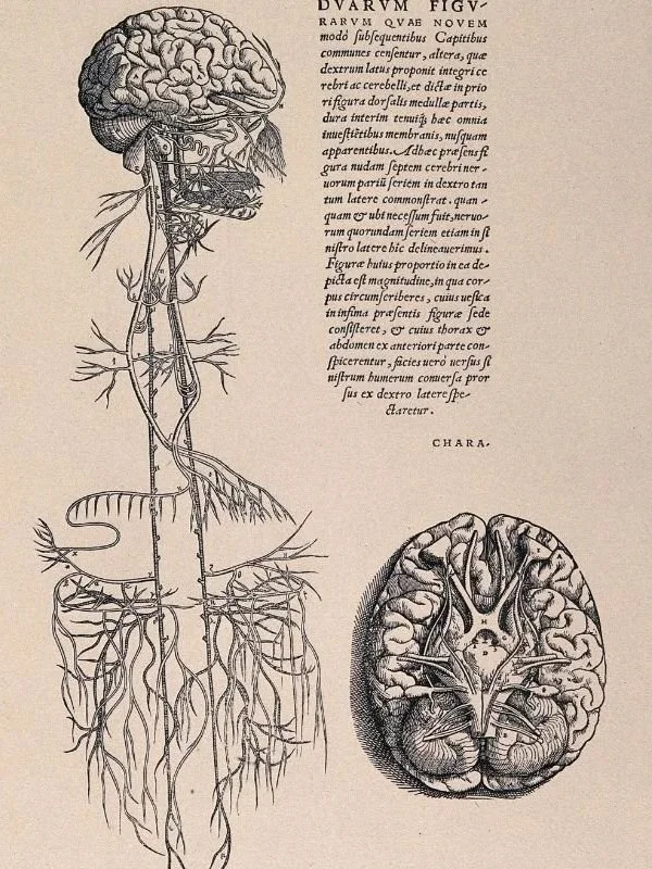 Detailed anatomical diagram of the vagus nerve pathway through the brain, heart, lungs, and gut for somatic nervous system regulation in Shropshire.