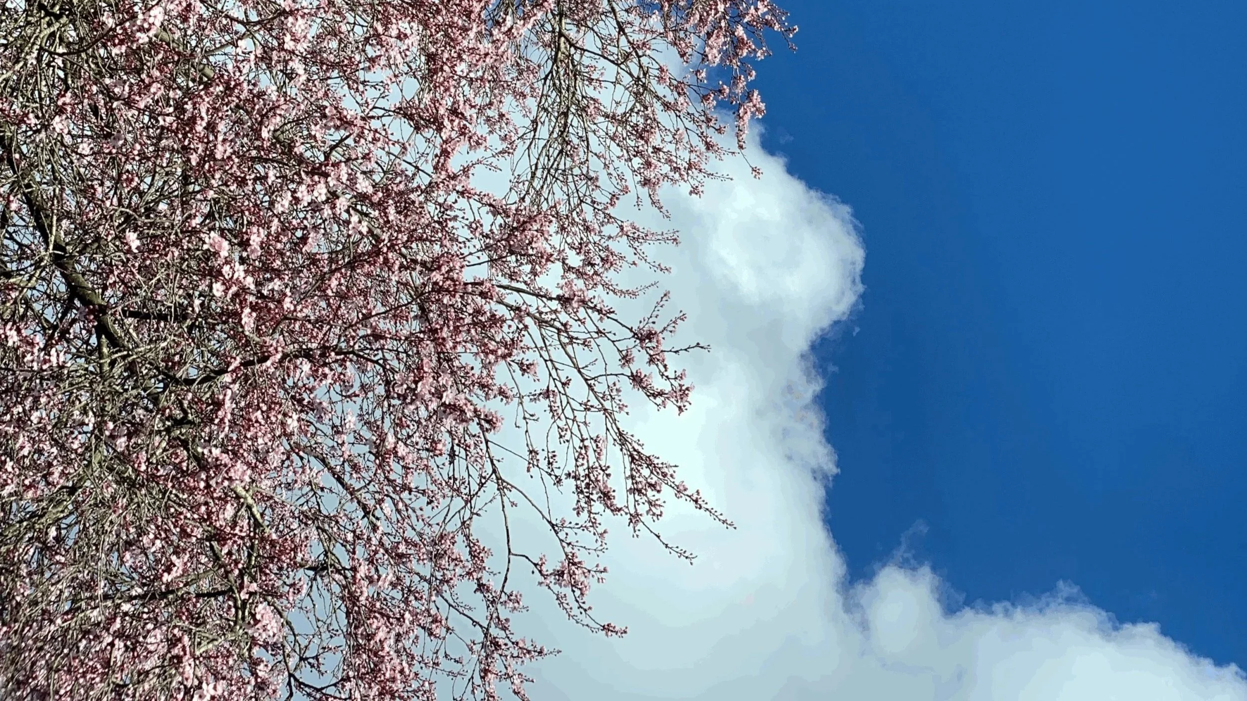 Close-up of pink Spring blossom at Newton Meadows, Shrewsbury. A symbol of nature-led nervous system regulation and restorative wellbeing for women attending somatic therapy retreats in Shropshire