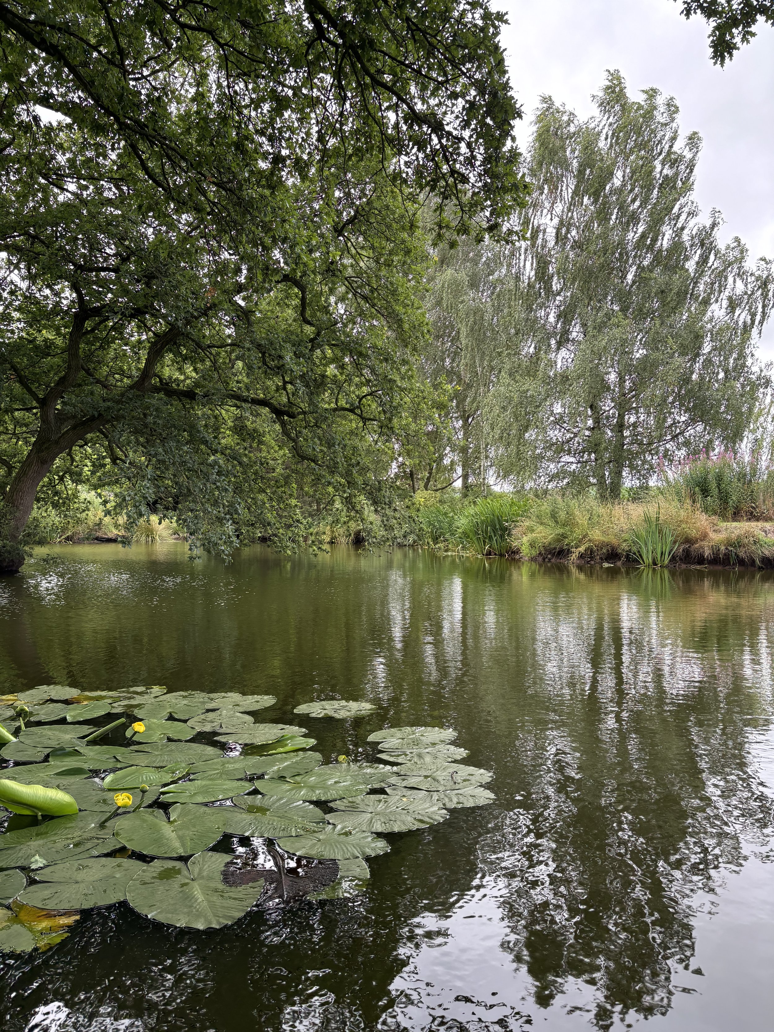 Lily pond at Newton Meadows Shrewsbury, a tranquil setting for SomaSoul somatic therapy and nervous system regulation in Shropshire.
