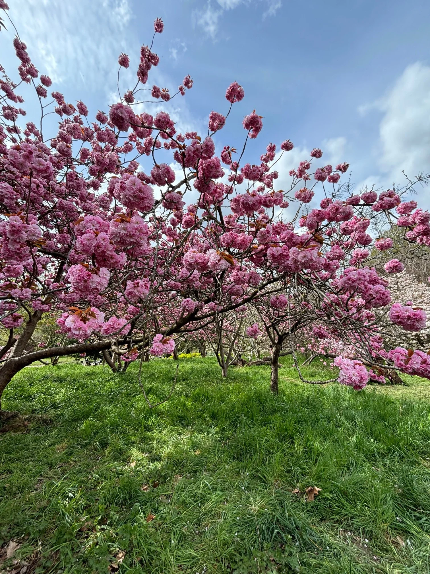 Awe-inspiring spring blossoms illustrating embodied vision and nervous system regulation. Sarah Pritchard Somatic Therapy Shrewsbury & Birmingham Virtual.