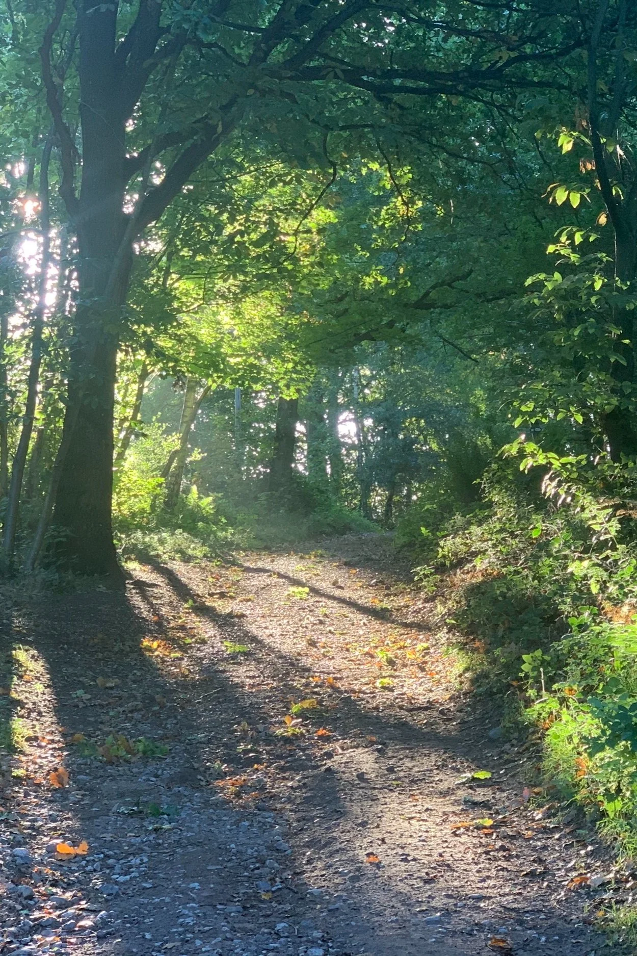 Golden autumn trees with falling leaves in the private rolling gardens at Newton Meadows countryside retreat venue in Shropshire.