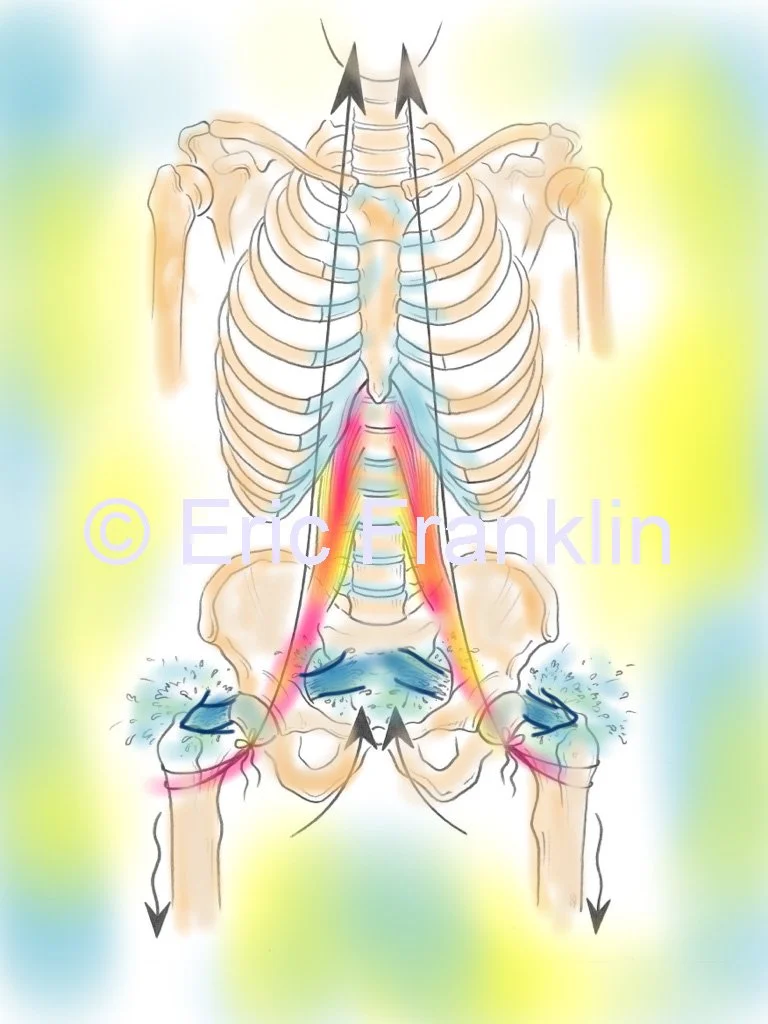 Frontal anatomical view of the psoas and diaphragm relationship, illustrating the Franklin Method® approach to breathing and nervous system regulation, taught by Sarah Pritchard in Shrewsbury.