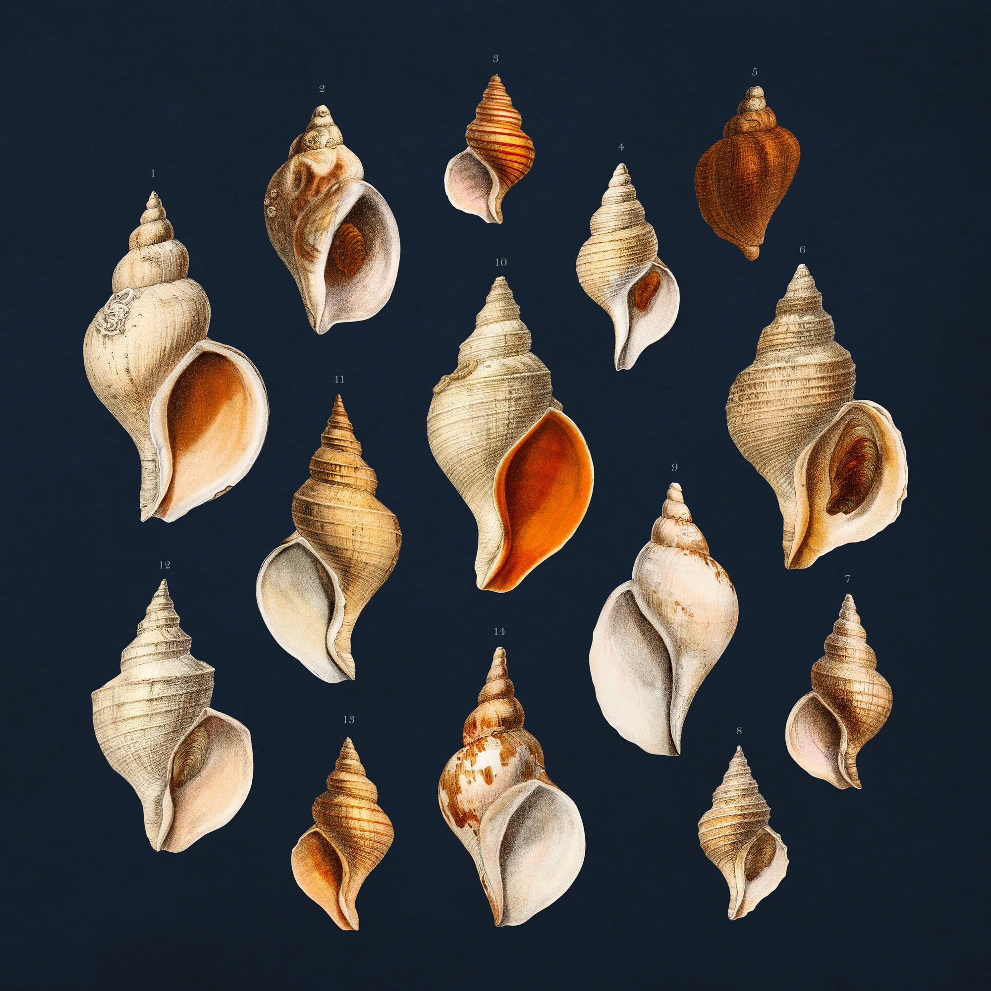 Collection of Shells