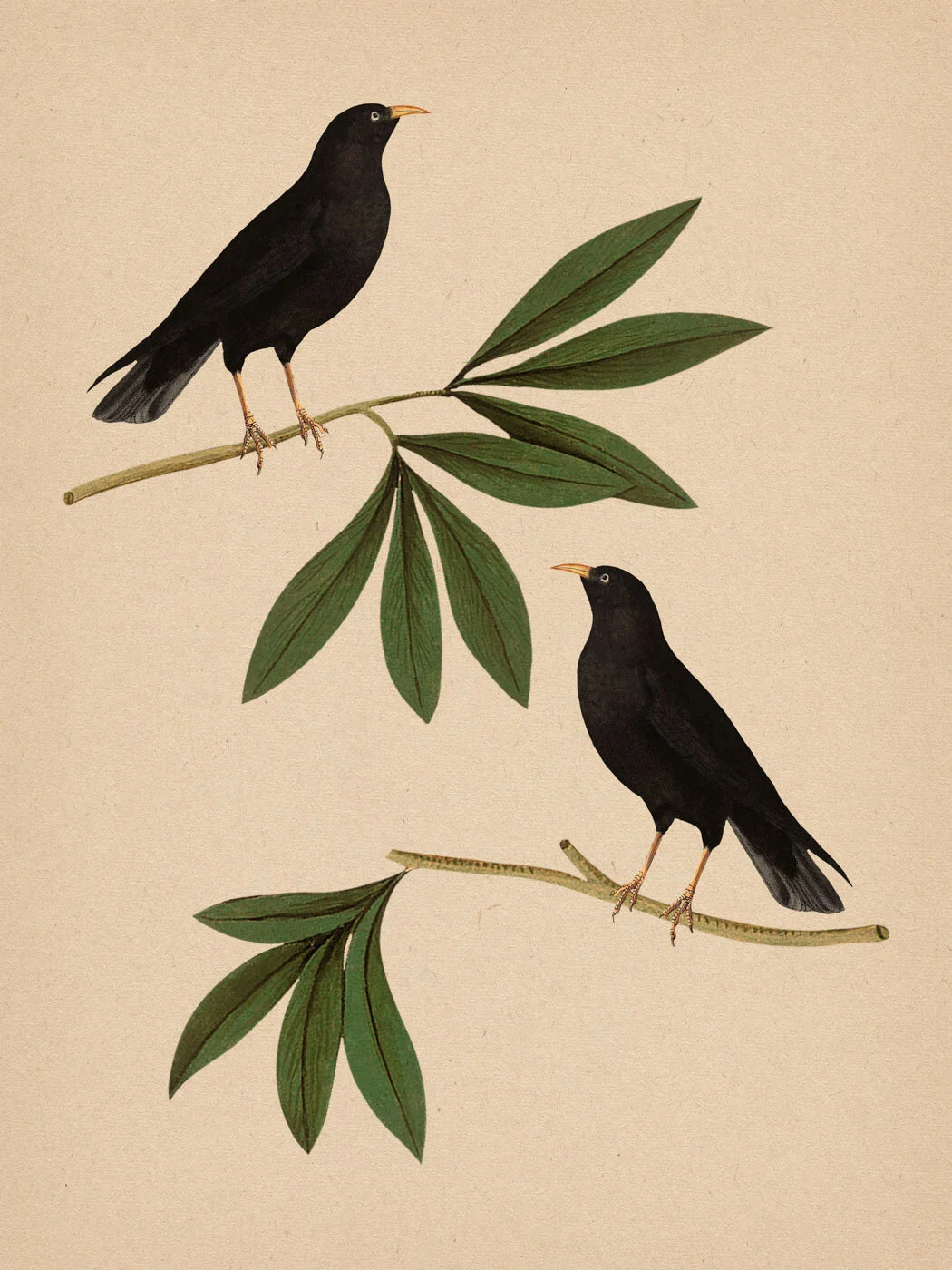 A Pair of Blackbirds