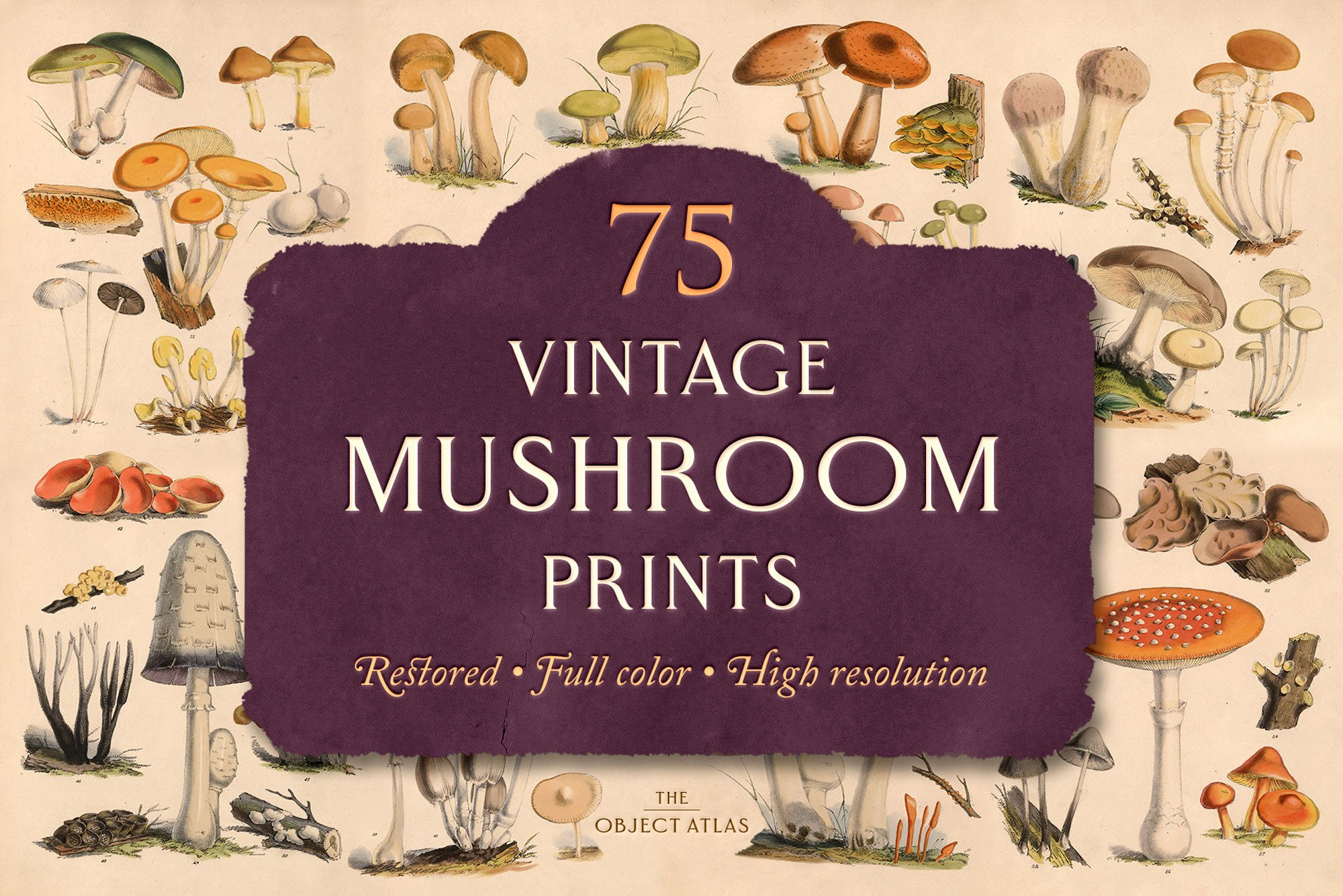 75 Vintage Mushroom Prints