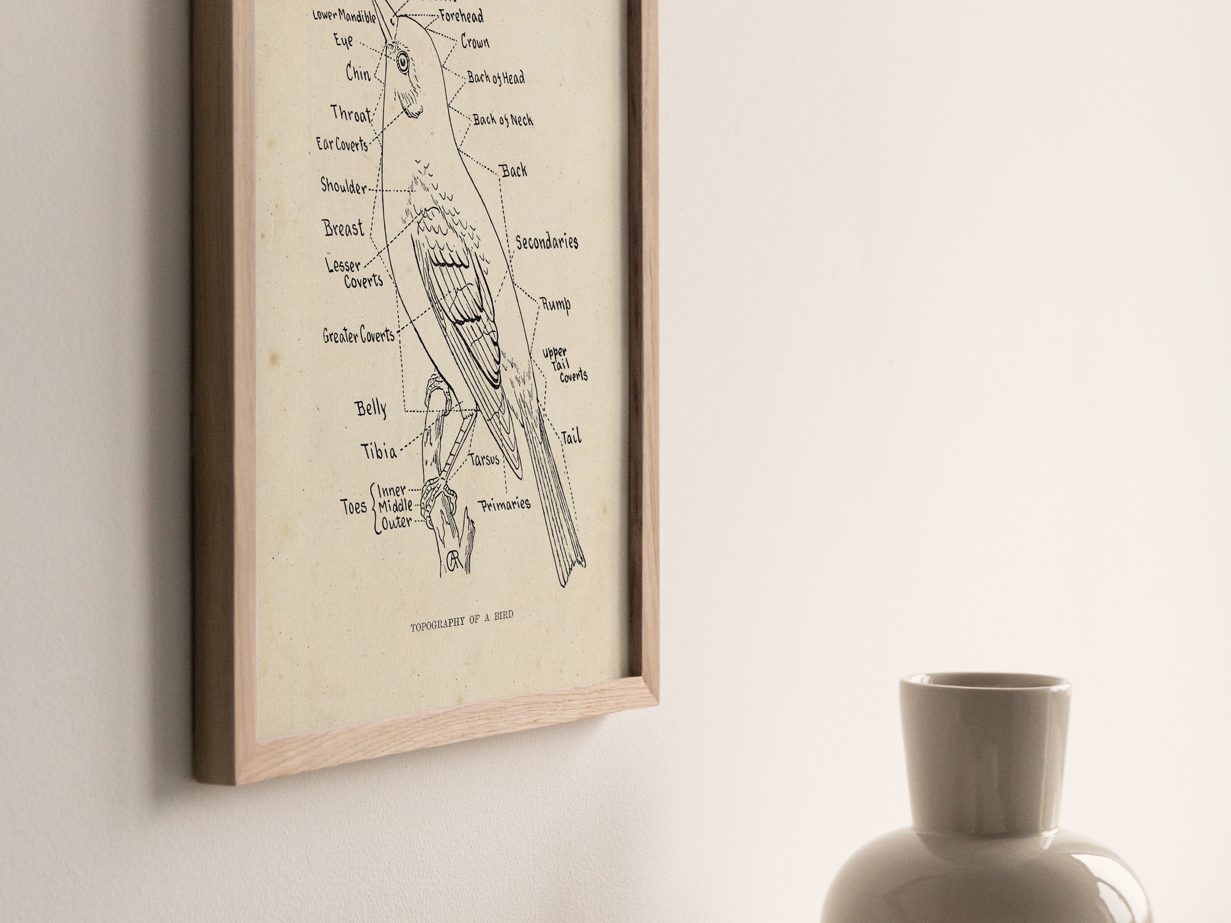 Bird-Anatomy-Print-7.jpg