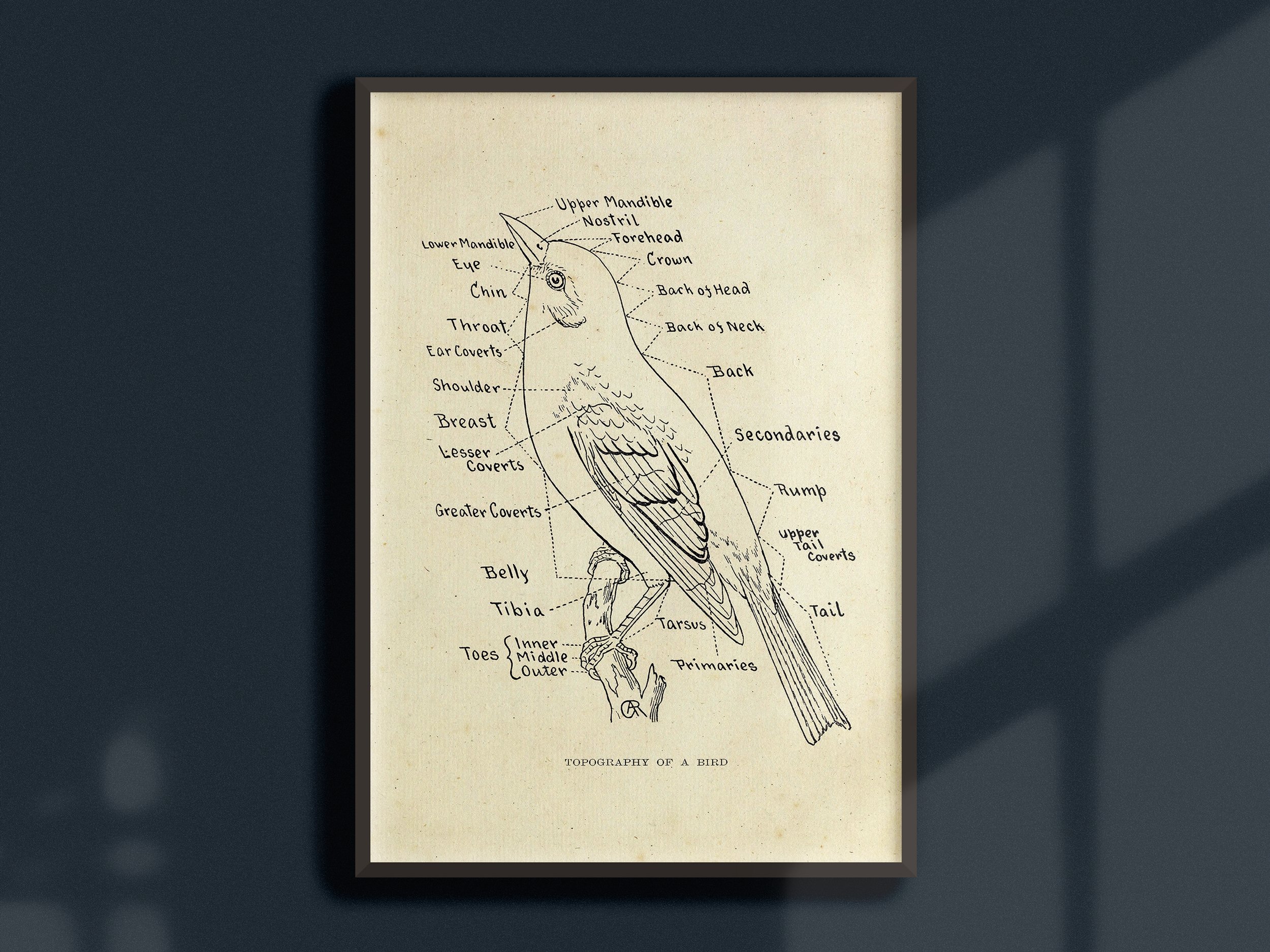 Bird-Anatomy-Print-8.jpg