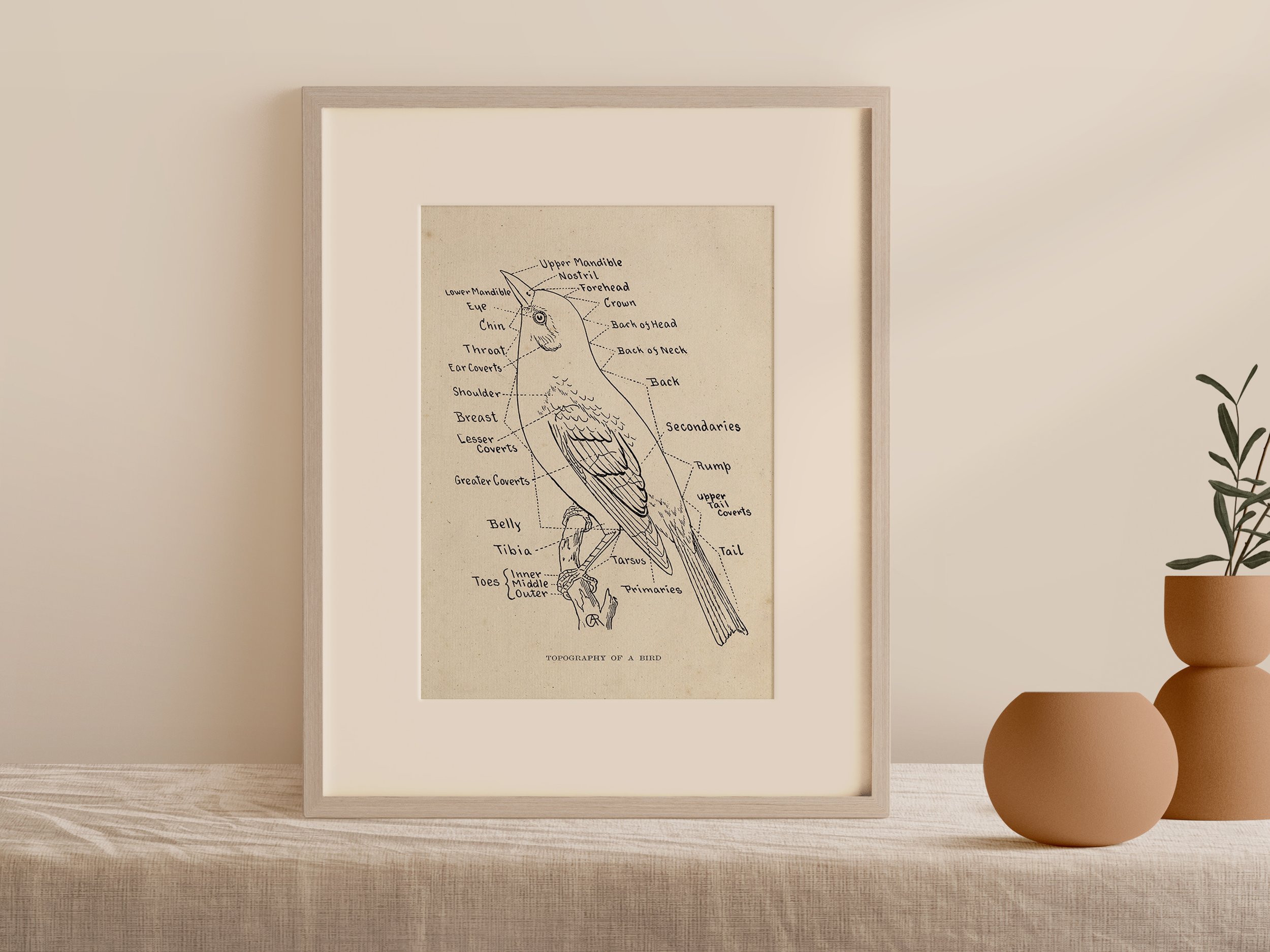 Bird-Anatomy-Print-3.jpg