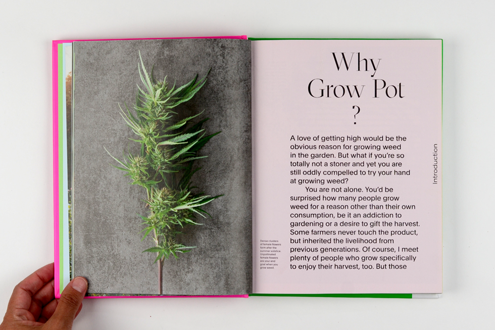 dandelion_growingweed_03.png