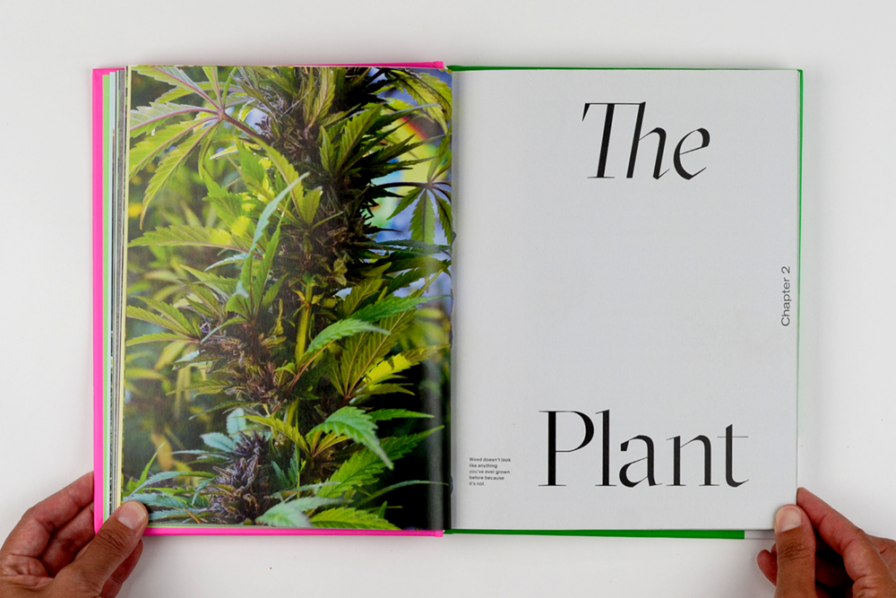 dandelion_growingweed_09.png