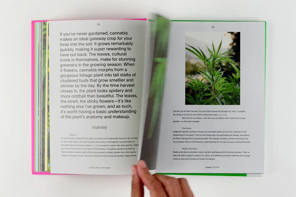 dandelion_growingweed_010.png