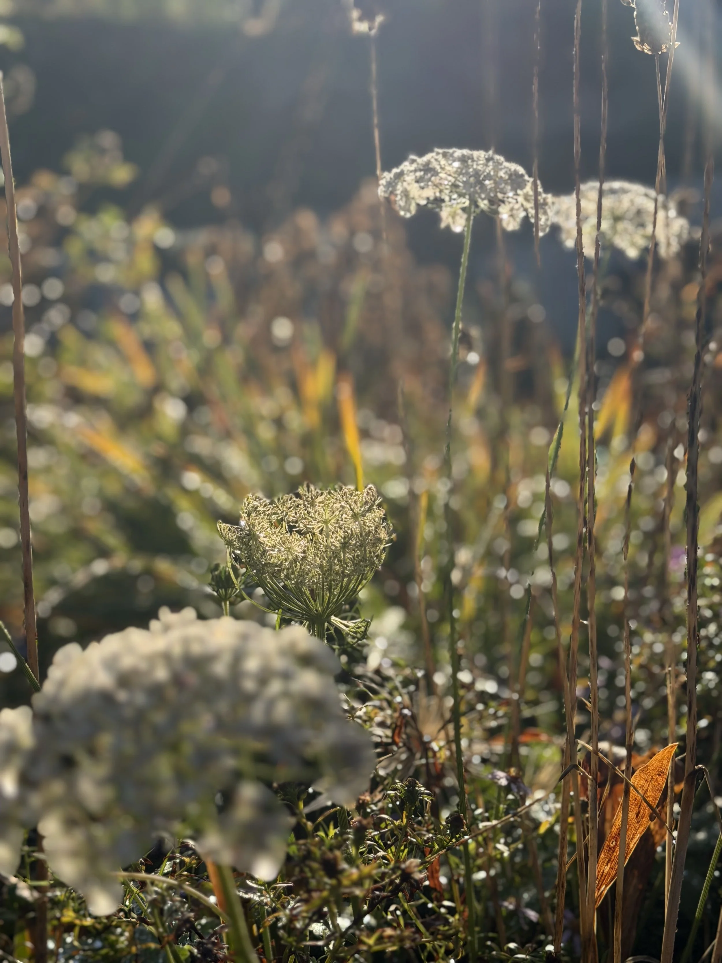 IMG_9068.jpeg