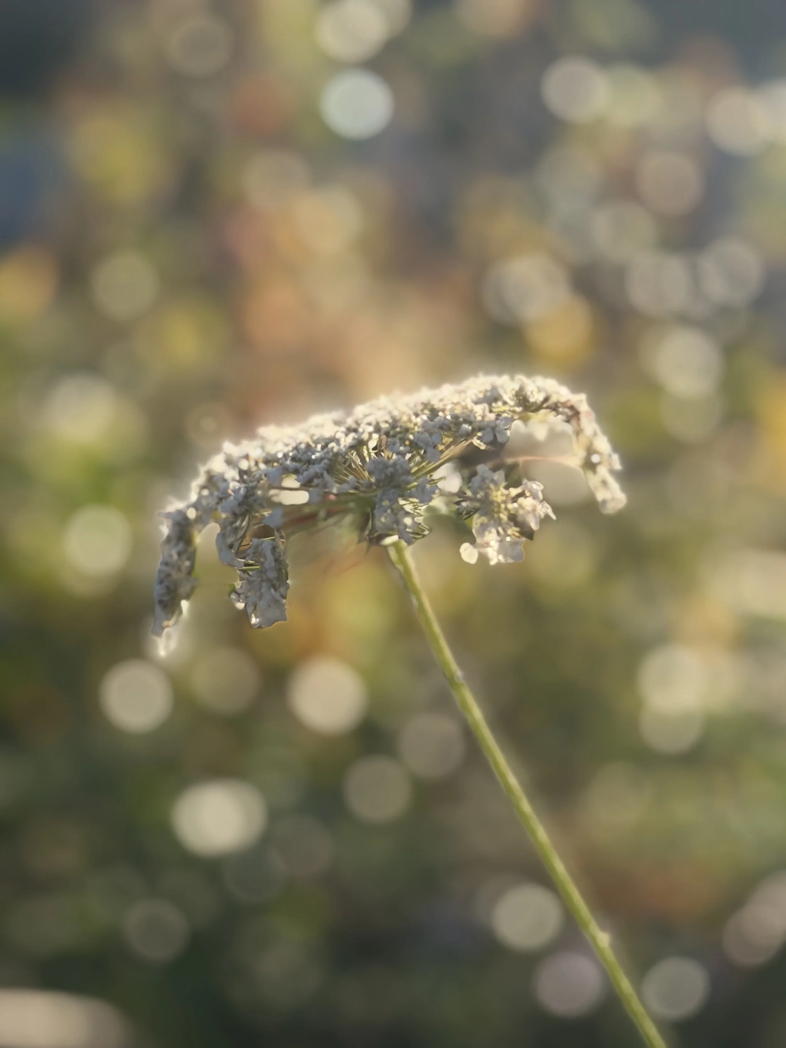 IMG_9064.jpeg