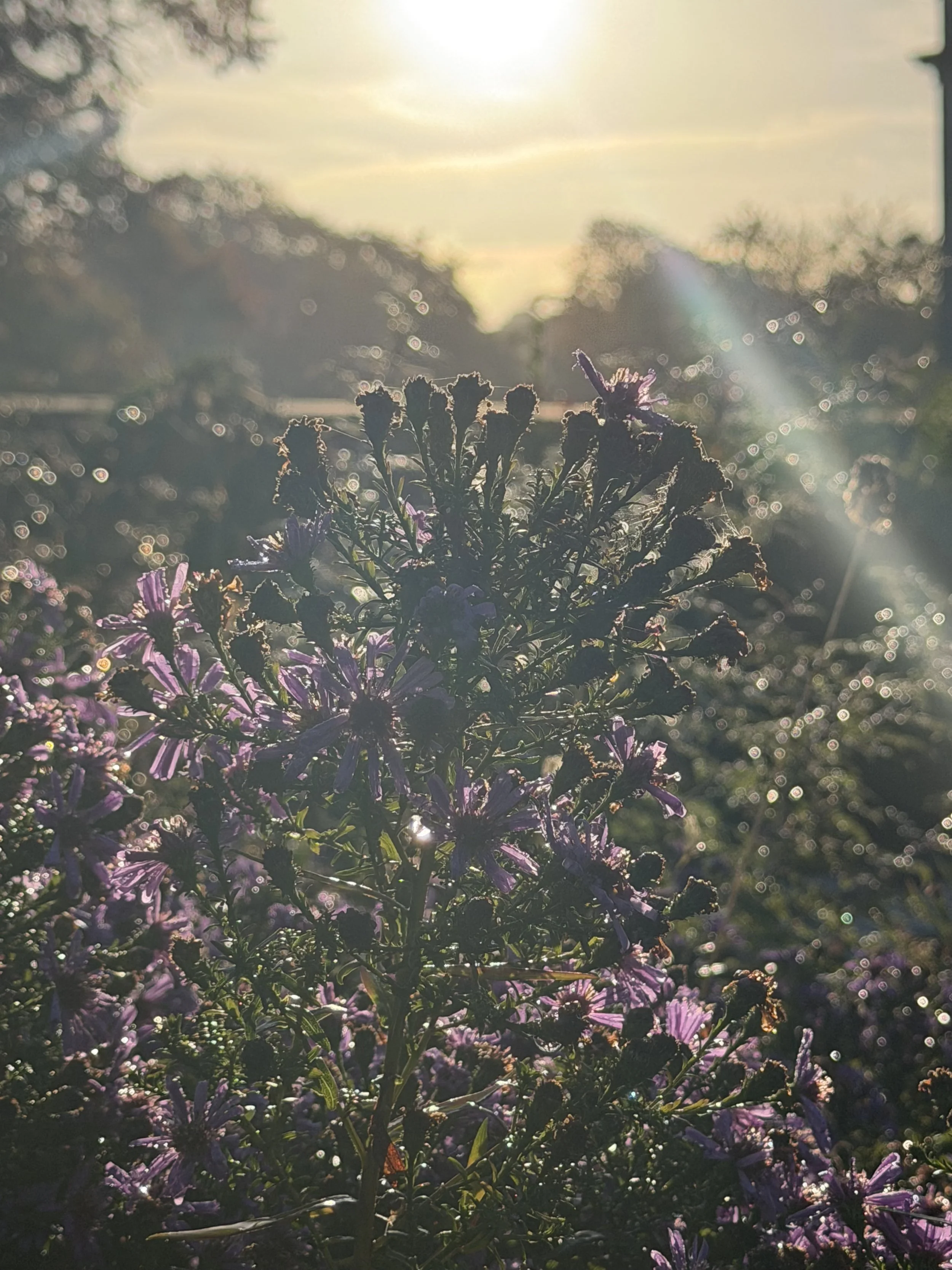 IMG_9042.jpeg