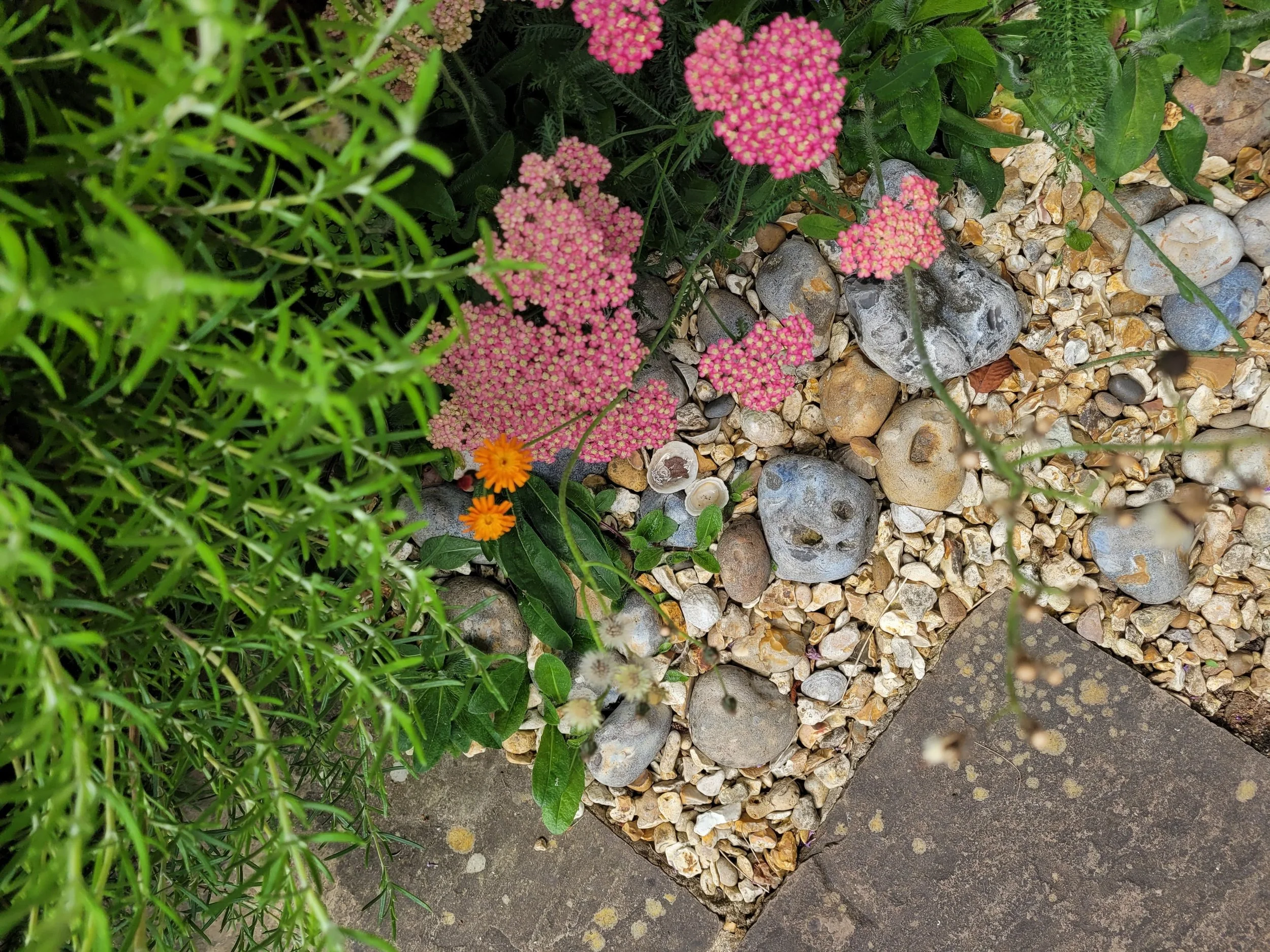 Archillia Paprika Austin Design Works