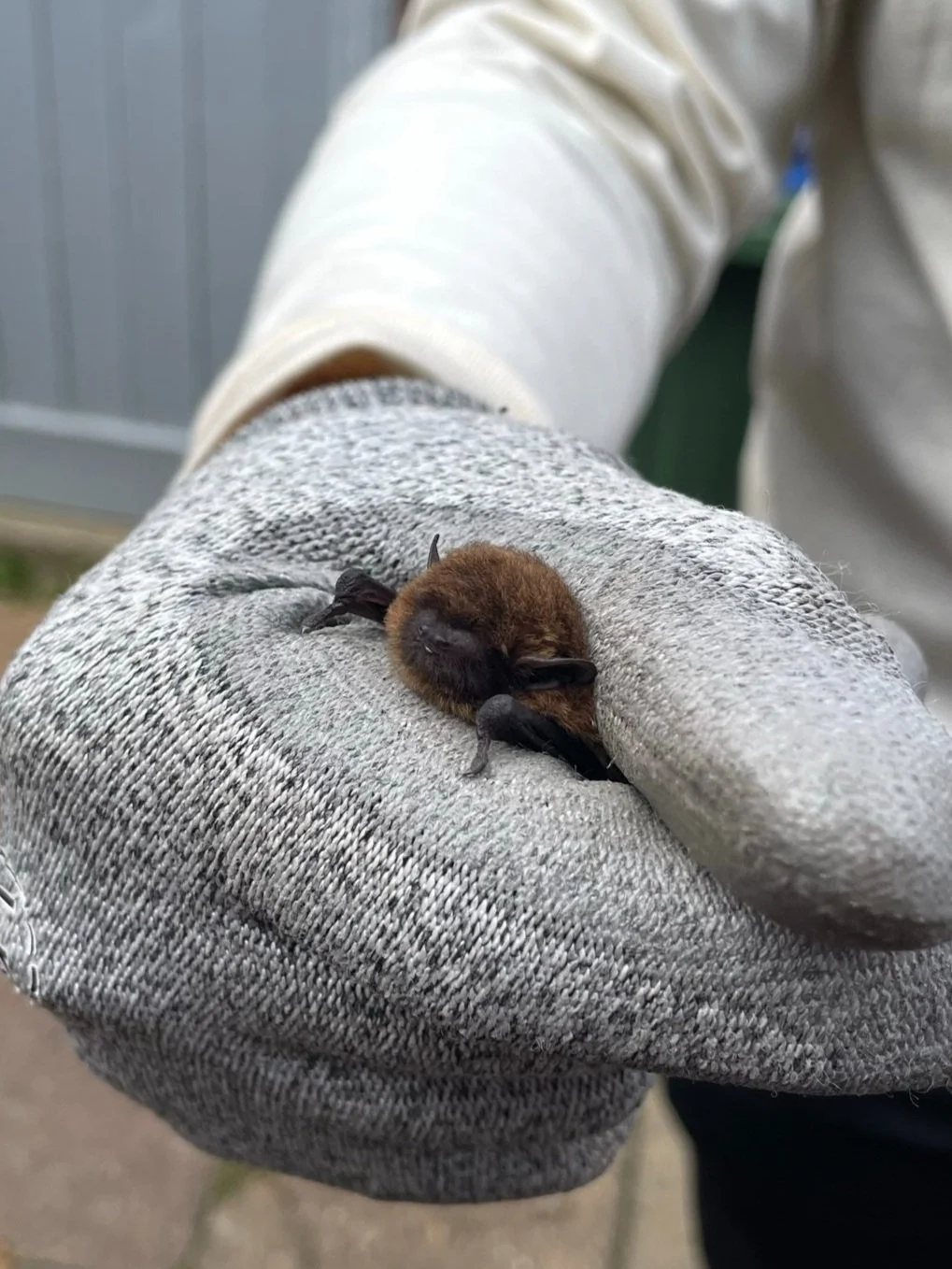 Knepp Bat Austin Design Works