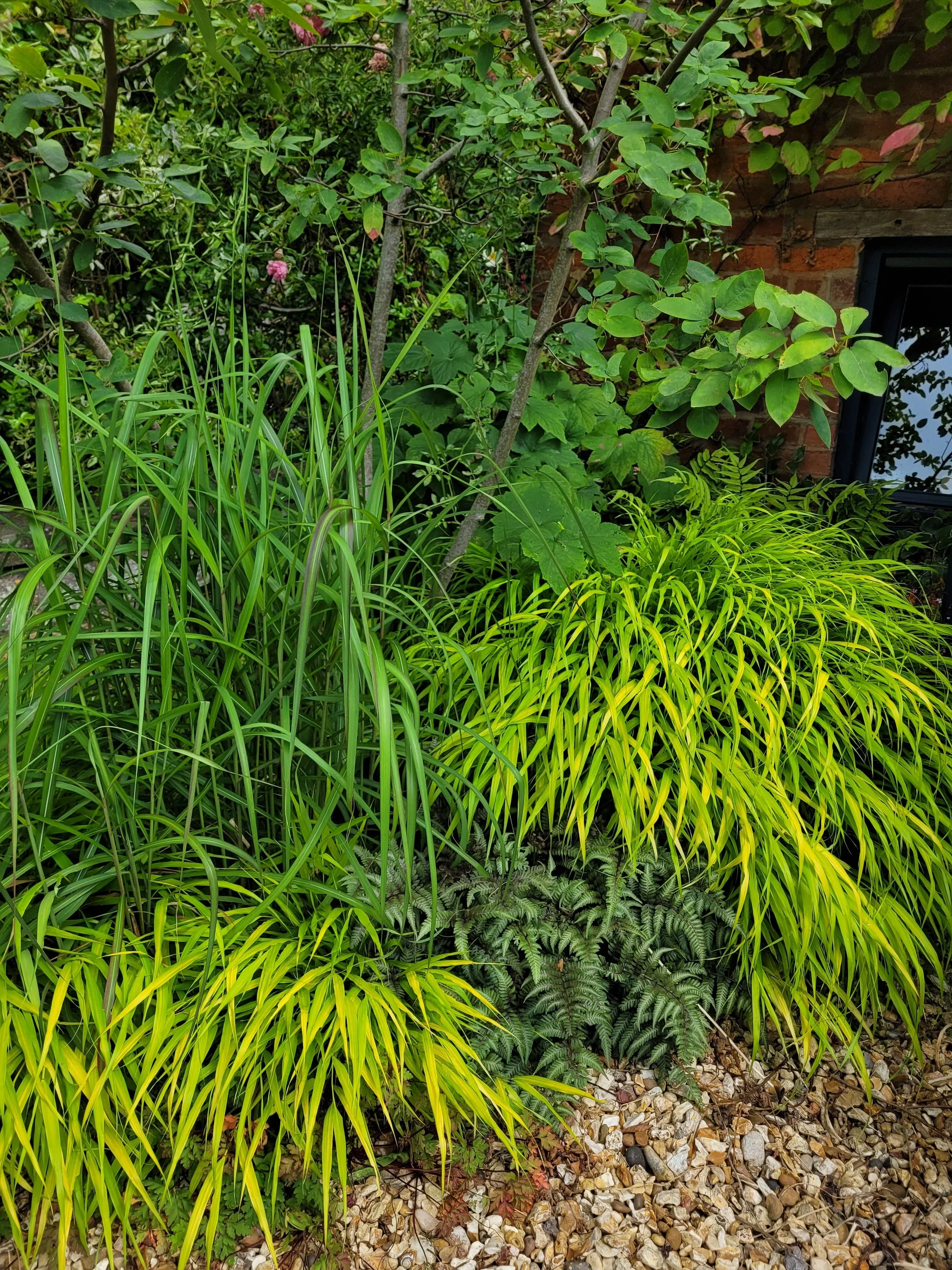 Ferns Austin Design Works