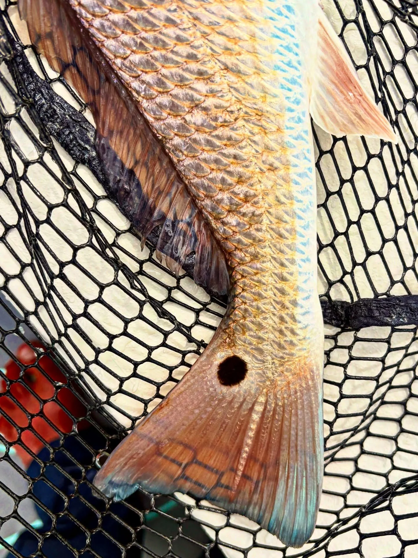 Such a fun fish to stalk on the fly rod 🎯 🎣 with @capt_will_townsend - Paul - @marvin.schaffer - @thegurz970 - @bluemorfbfly - @jeffmckenna29flyfishing #cwsff 🧂 💦 #coloradowestslopeflyfishing #nature #smile #travel #flyfishing #fishing #trout #br