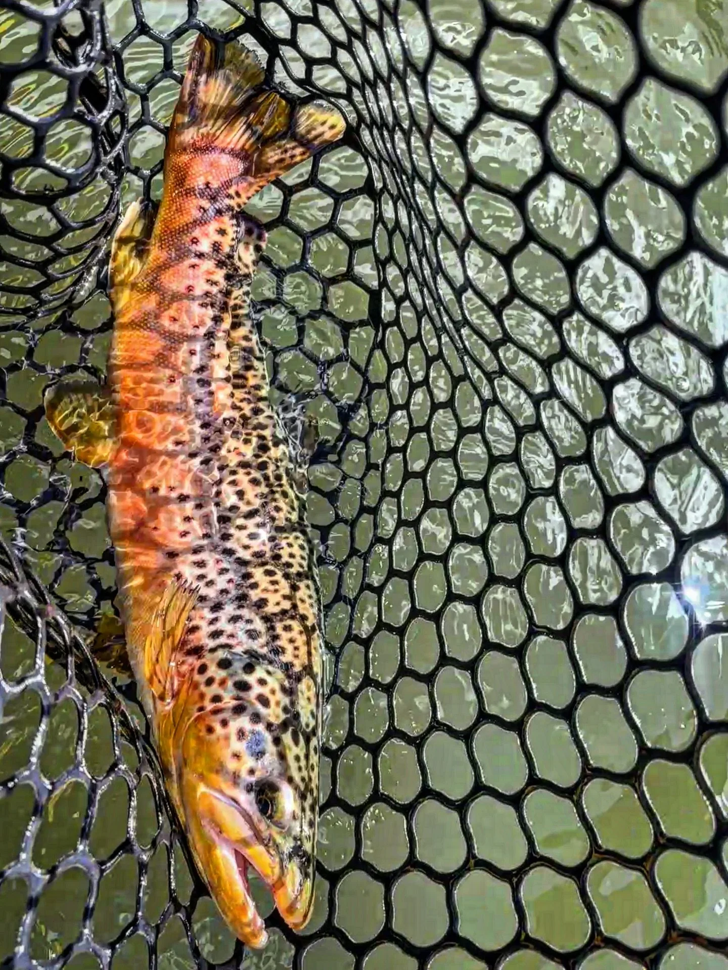 Colors = Gorgeous #cwsff 🎣 🐟 👌#coloradowestslopeflyfishing #nature #smile #travel #flyfishing #fishing #trout #browntrout #fish #rainbowtrout #beautiful #bassfishing #happy #coloradoflyfishing #fun #colorado #flyfishcolorado #catchandrelease #trou