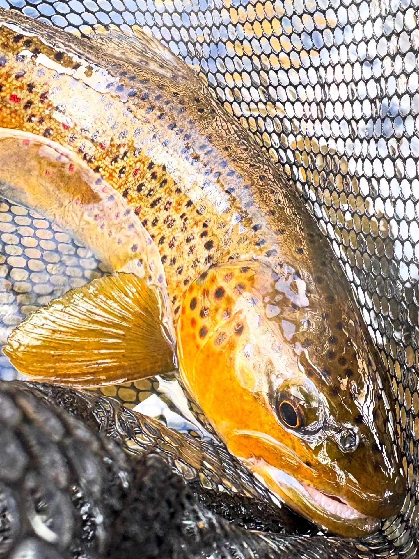 Thankful for this beauty 👍👌 and THANKFUL for all our amazing guests and clients we got to fish with in 2025!!! THANK YOU so much from all of us at CWSFF 🙏 Are you ready to get hooked 🪝 up again?!? Book any fishing trip today through Sunday for th