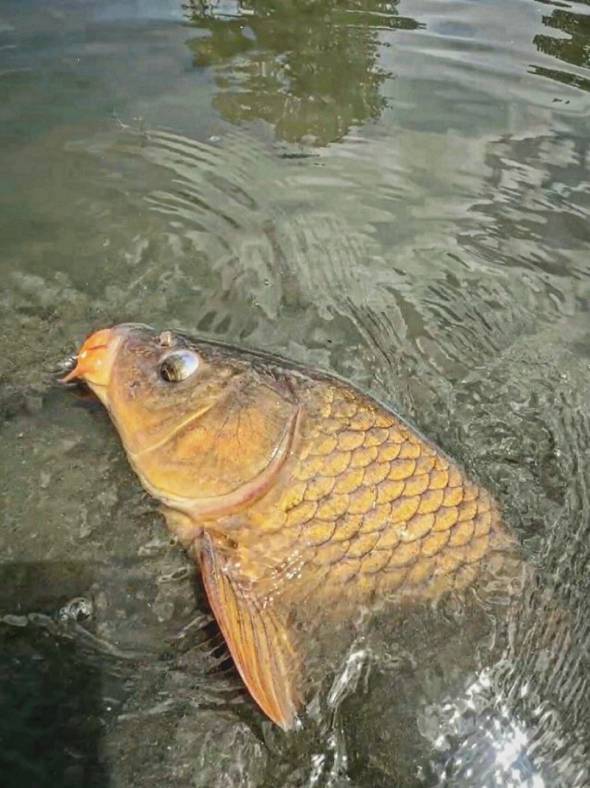 If you haven&rsquo;t chased carp on the fly it&rsquo;s not too late 😀 Always fun, always a challenge, always exciting and always a tug 🎣 What&rsquo;s your favorite CARPin&rsquo; ROD for chasing these &ldquo;Mud Pigs&rdquo; 🐽 I really love 6wts &am