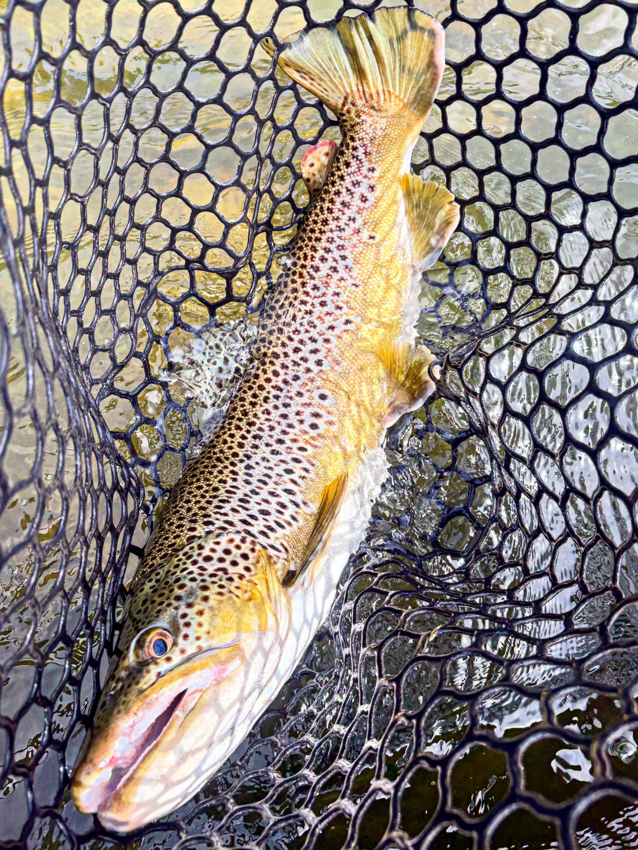 Fish were hungry and not another boat in sight 👀 Good days on the water with some wonderful clouds ⛅️ that made for an epic day 😀 One for the books 📚 💯 🎣 🐟 #cwsff #coloradowestslopeflyfishing #flyfishing #fishing #colorado @western.colorado @ki